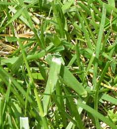 Torn grass blade
