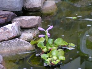 Floating Water Plant, Eichhornia Crassipes