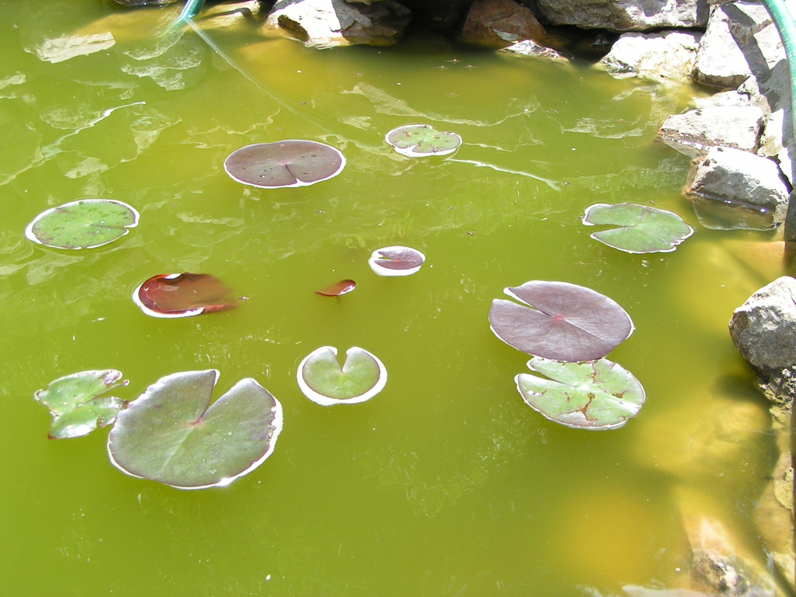Зеленые воды последствия. Цветение водоемов. Водоросли в пруду. Цветение воды. Зеленая вода в пруду.