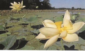 Lotus in still pool of a lake